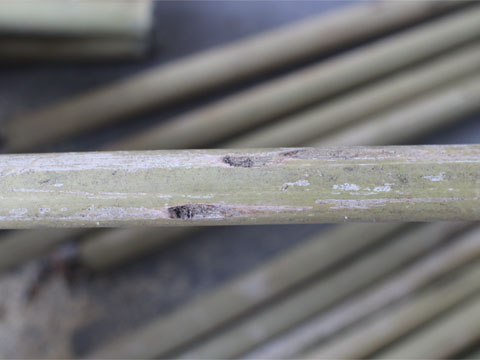 笛の材料の竹