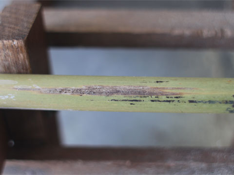 笛の材料の竹