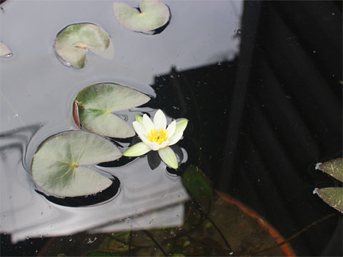 羊草の花